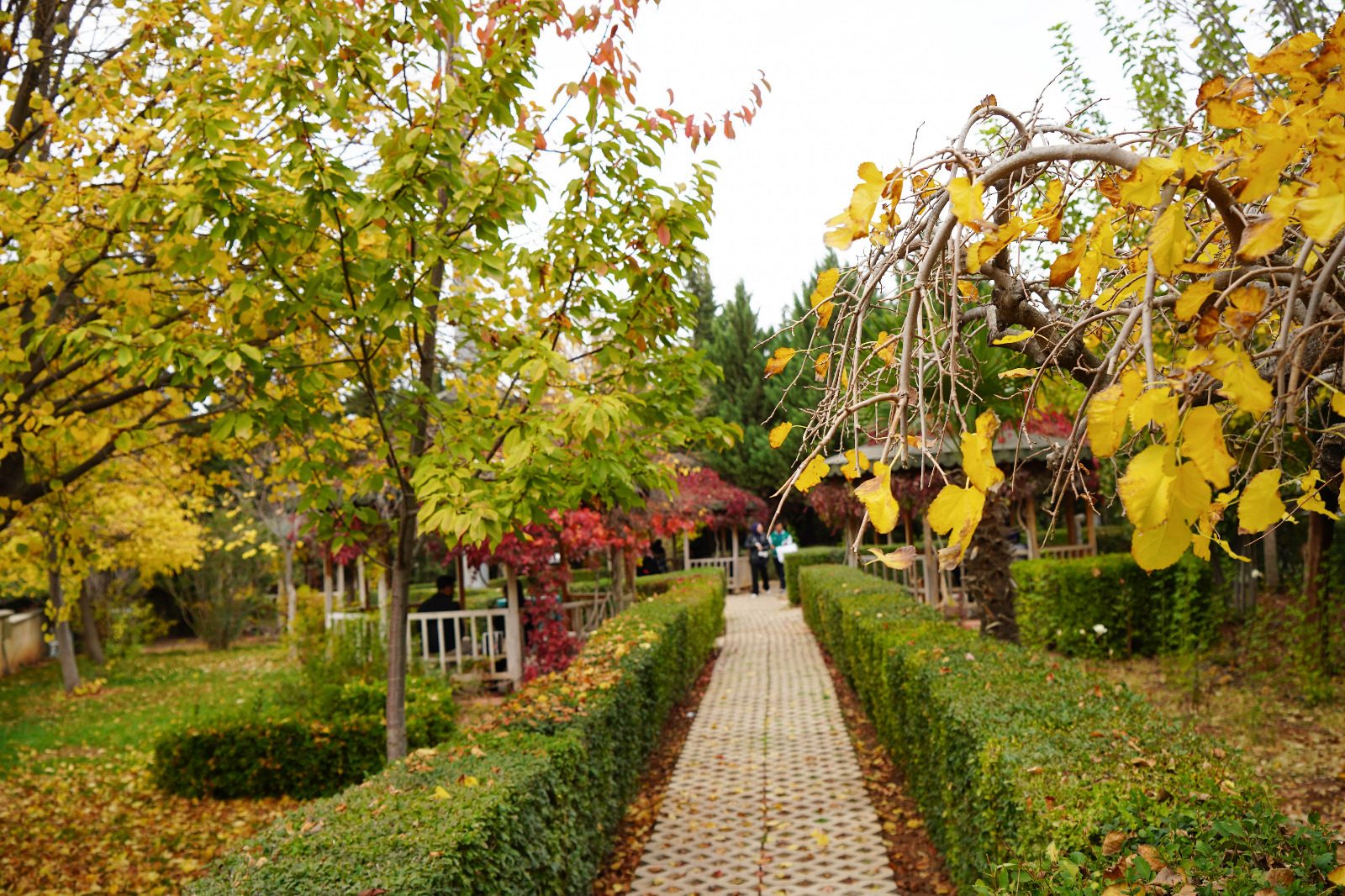 Kampüs bahçesi